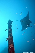 Mobula alfredi raie manta de recif Ambiance-Maldives Fesdhoo wreck-21m-20240423-da-DSC_6225_tn